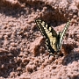 250701 84. VMMK25 Hersbruck Schmetterling du kleines Ding